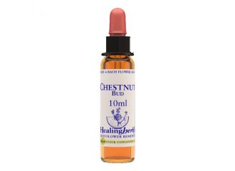 Chestnut bud essenza 10 ml 1 pezzo