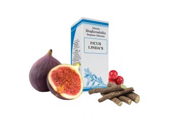 Ficus lindas gocce 50 ml