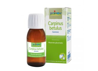 Carpinus betulus macerato glicerico 60 ml int